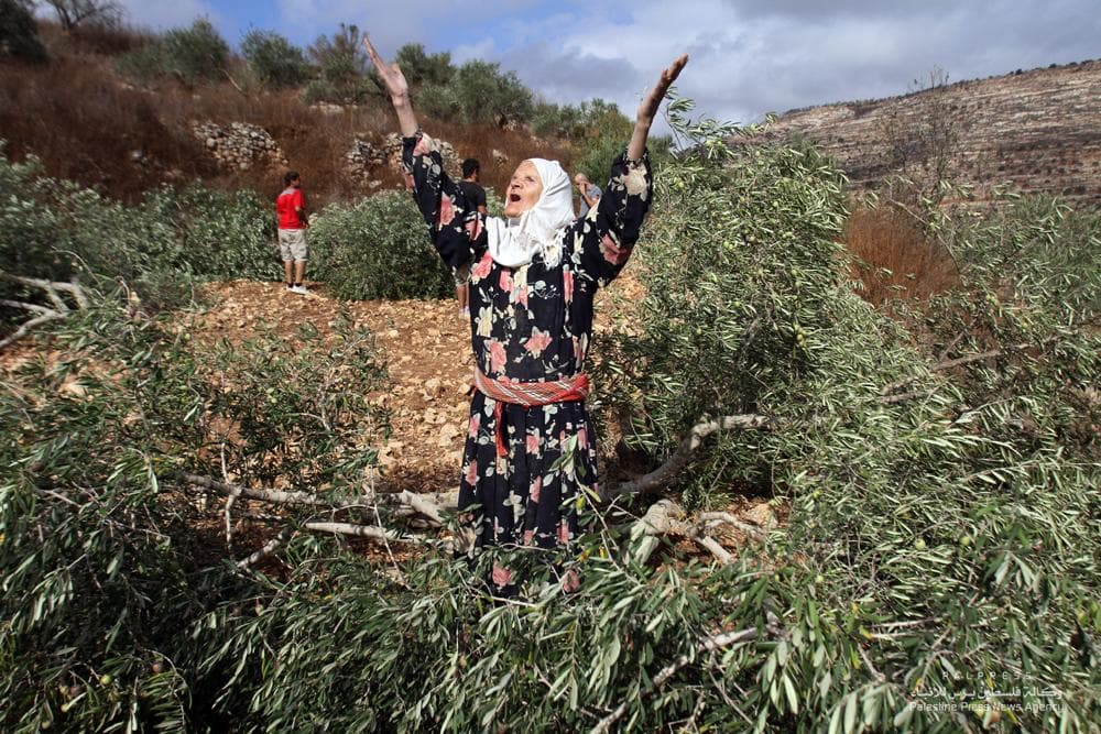 Settlers Race to Steal Olives Before Palestinians