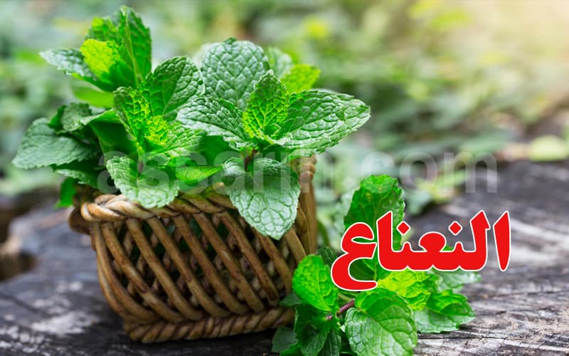 Mint: A Treasure Trove of Health Benefits — Learn More About Its Advantages