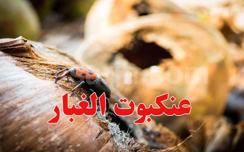 Urgent Notice on Dust Spider Spread