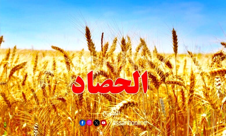 القصرين: نسبة موسم حصاد الحبوب تصل إلى 70 بالمائة