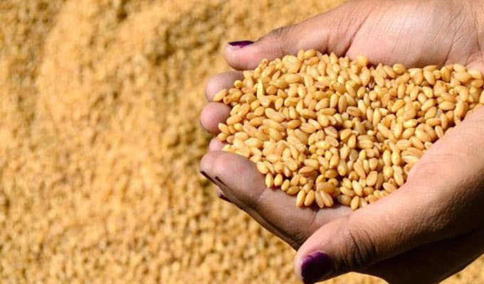 Feed Dept reviews maize prices