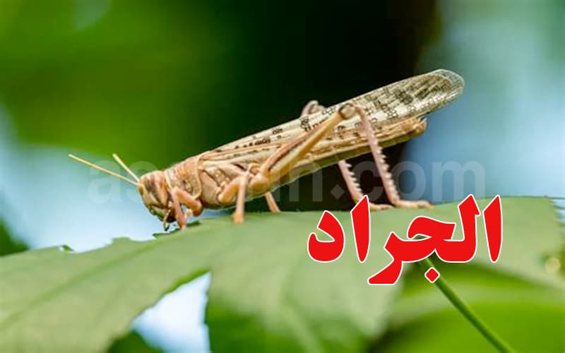 القصرين: الجراد يزحف ويخلف أضرارا في محاصيل الأشجار المثمرة