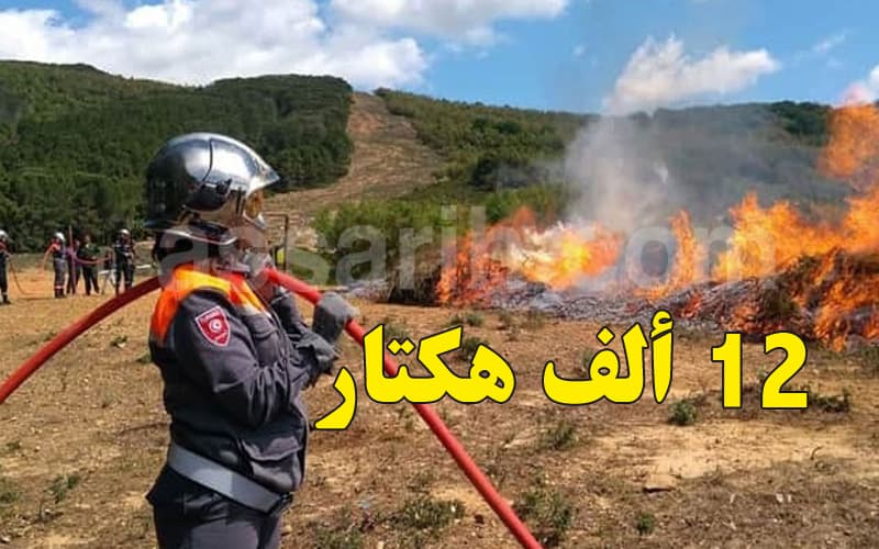 Forest Fires Consume 12,000 Hectares