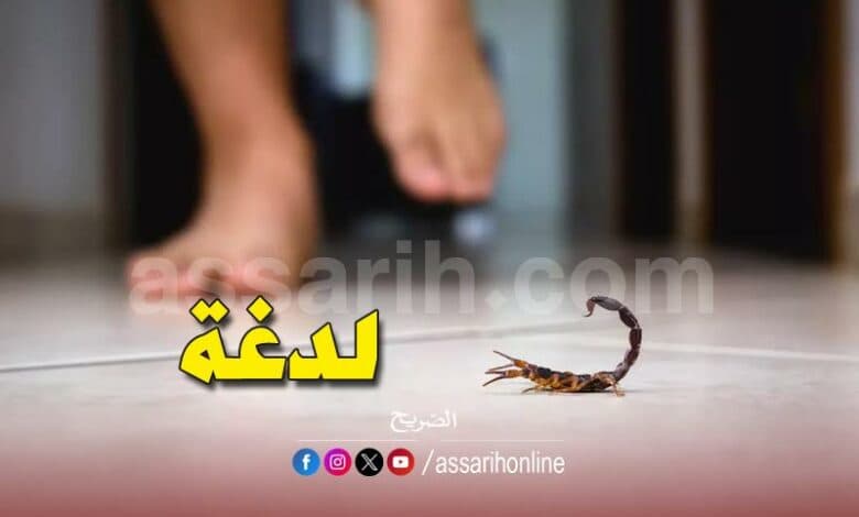 Sidi Bouzid: Scorpion Bite Resumes Tech Work