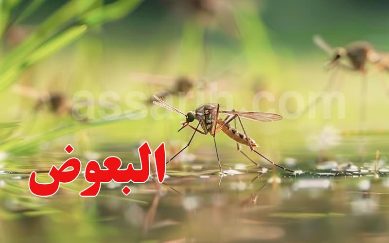 وزارة الصحة تنوه بزيادة البعوض