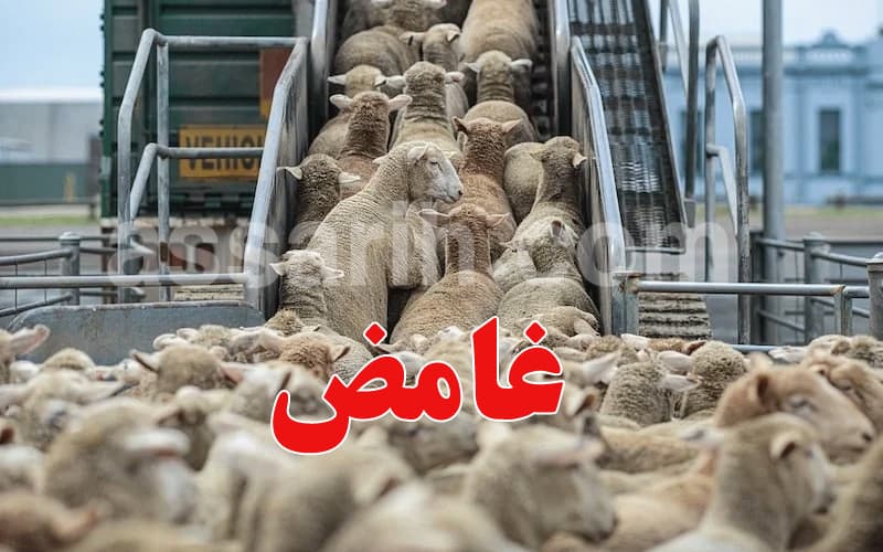 قفصة تسجل نفوق 150 حيوان غامض