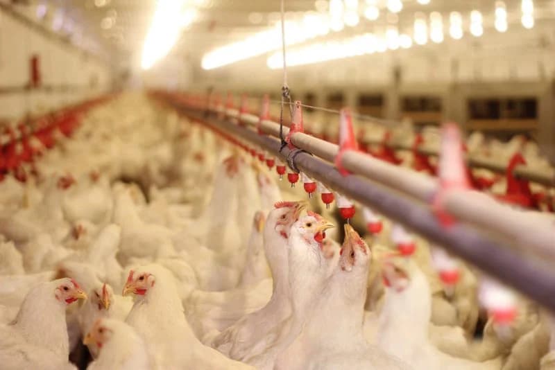 Al-Mahdia reports over 80% poultry die from outages