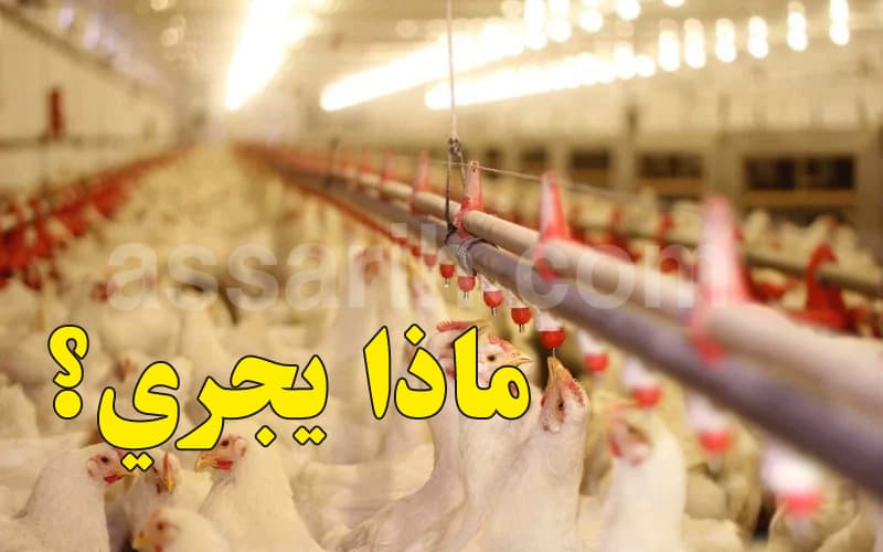 نقص اللحوم البيضاء في السوق بسبب أسباب حقيقية