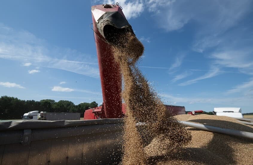 Grain Bureau Seeks 80,000 Tons of Corn Feeds