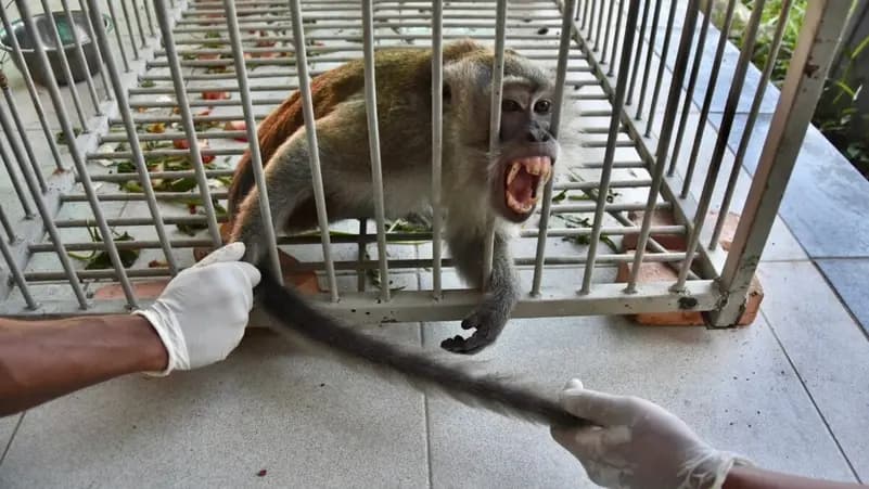 Indonesia monkey attack injures 18