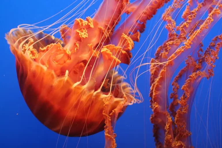 Civil Protection issues jellyfish sting advice