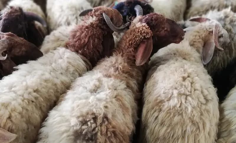 Eid Meat Prices and Supply