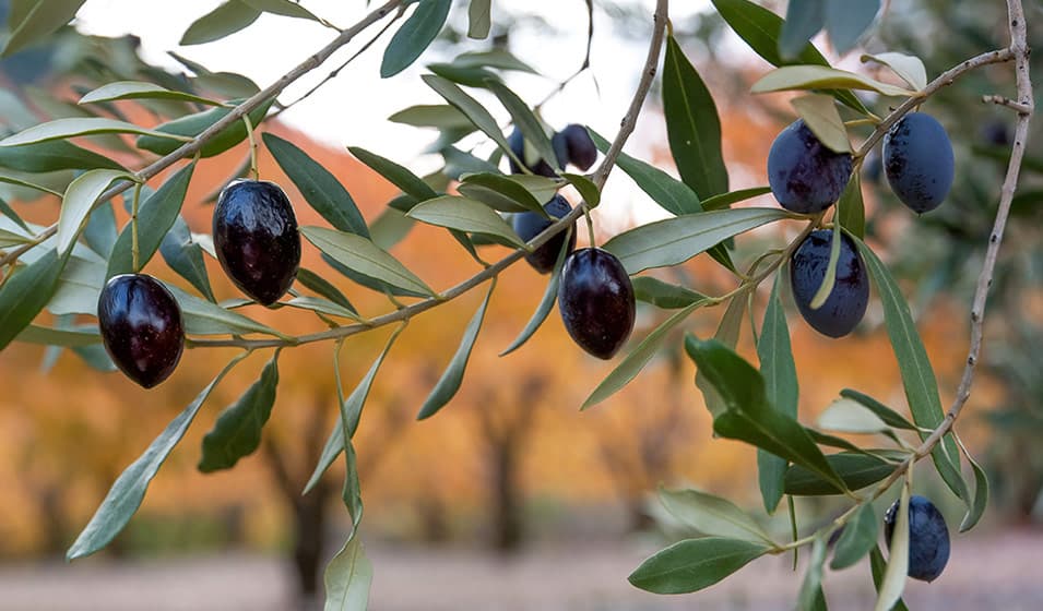 Olive Tree Wilt Spreads in Tunisia