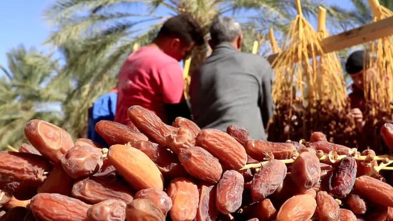 تحديد أسعار التمور المرجعية