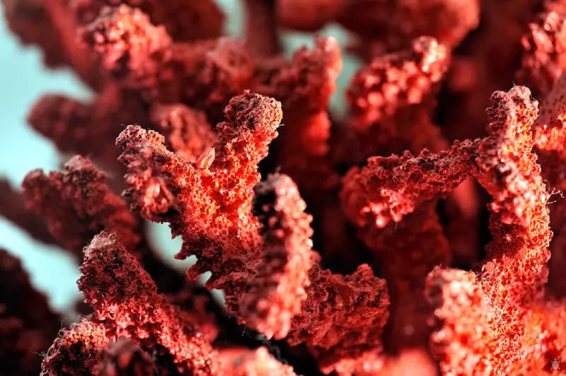 Ministry of Agriculture Bans Red Coral Fishing