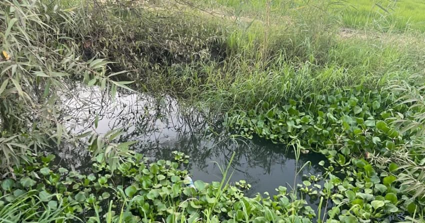Warning from Baghdad Today: Water Hyacinth Threatens Tigris and Euphrates Rivers and Urges Urgent Action