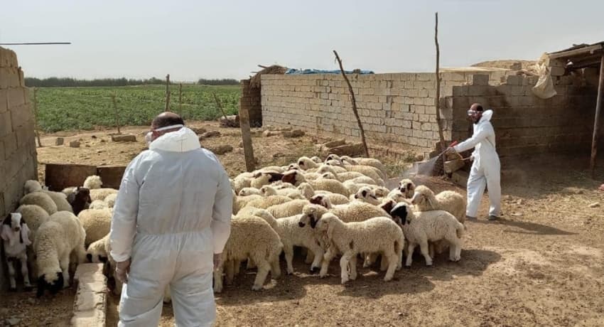 Government clarifies hemorrhagic fever death in Diyala