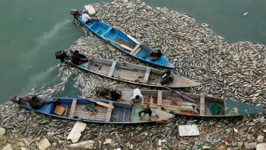 Iraq Fish Kill Continues Amid Water Crisis
