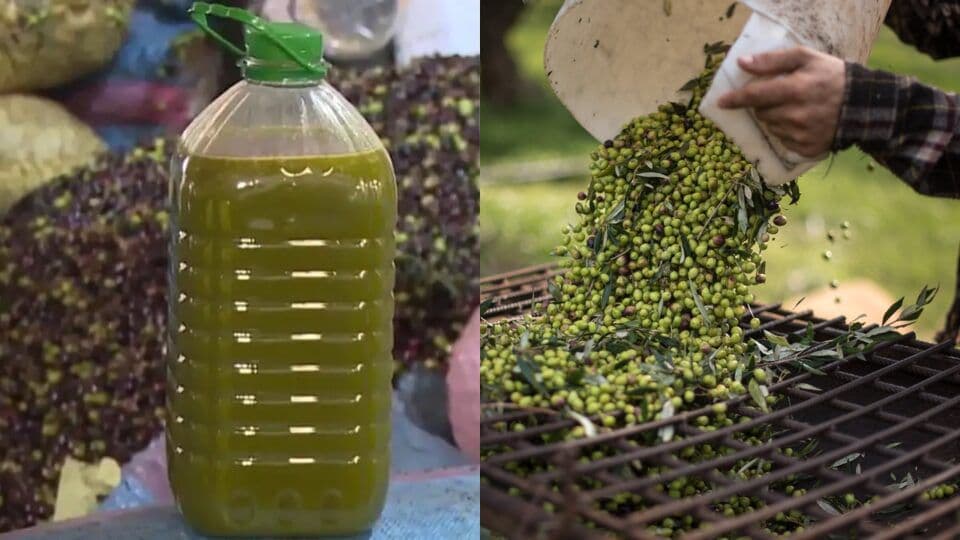 Moroccan Olive Oil Exports to Europe Hit 10,000 Tons