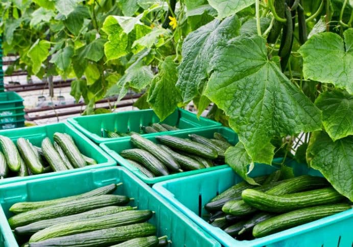 الخيار المغربي يعزز تواجده في السوق الألمانية
