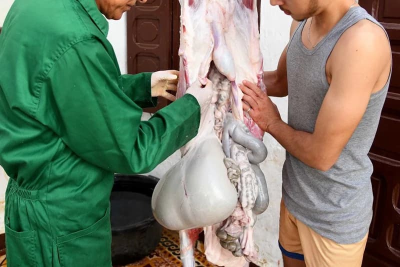 أونسا: عيد الأضحى تم في ظروف صحية جيدة