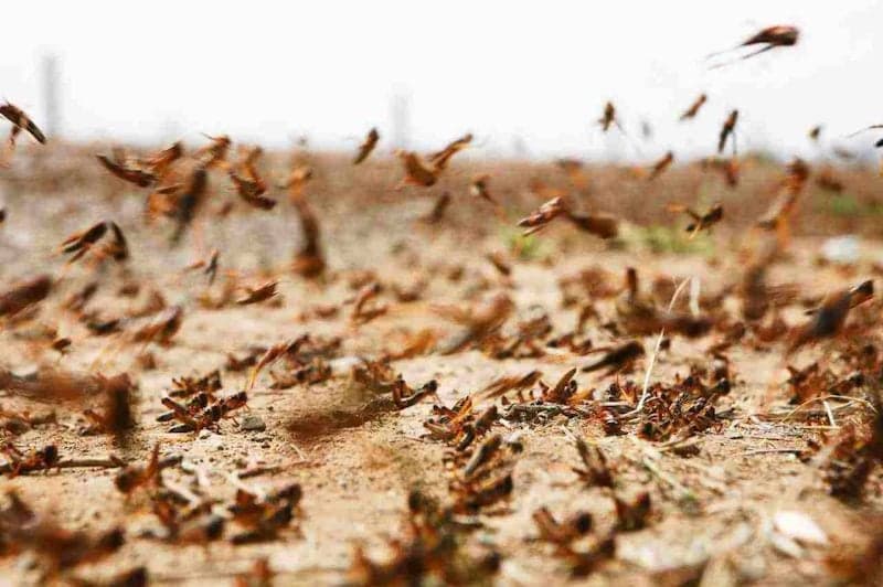FAO Warns of Locust Spread in Morocco