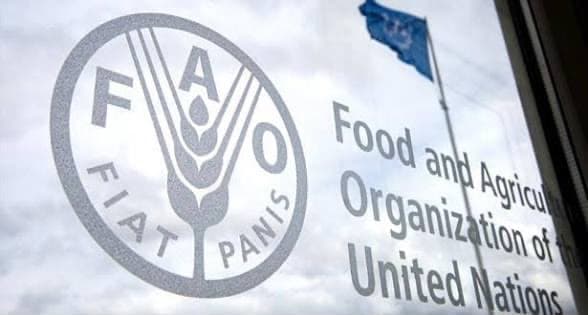 FAO: Global Hunger Decreases for Third Year