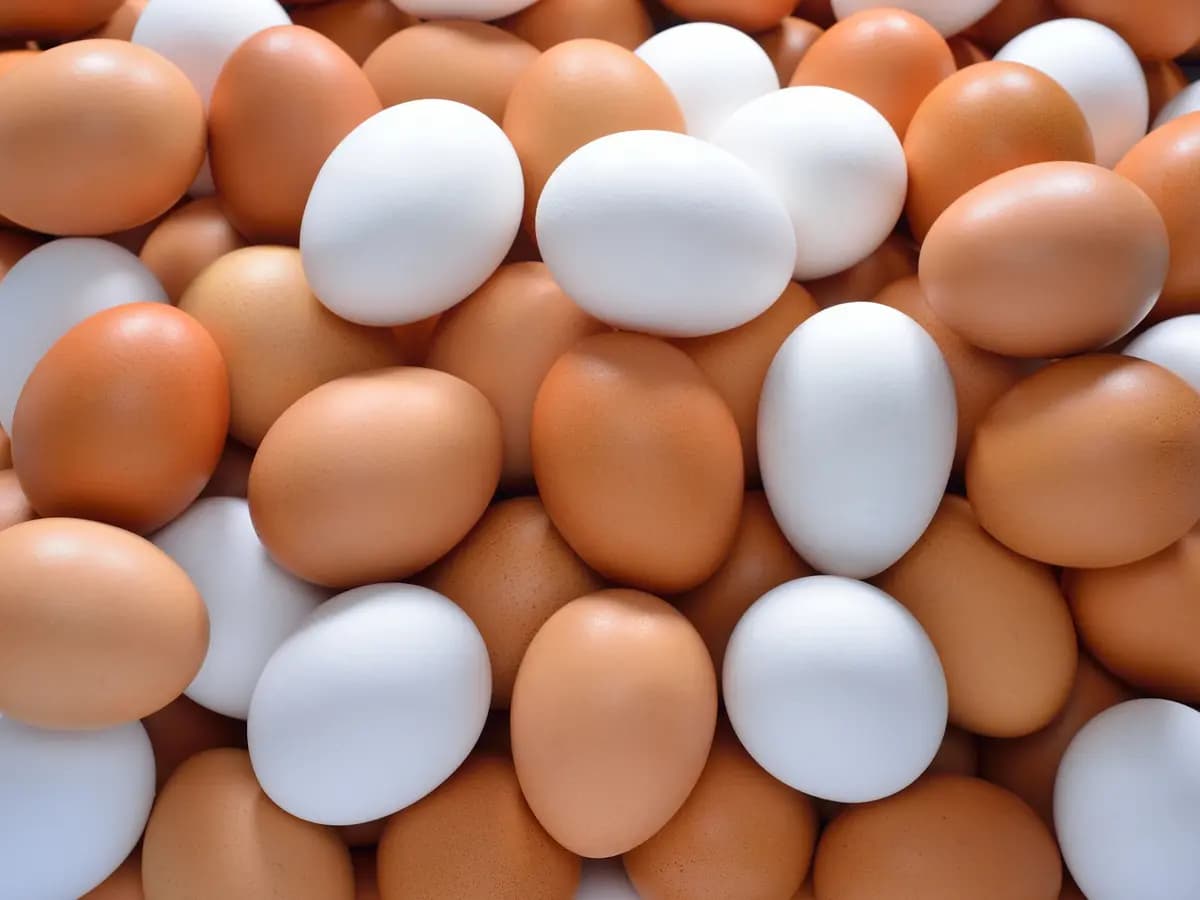 Egg prices rebound after decline