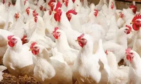 Poultry prices decline due to oversupply