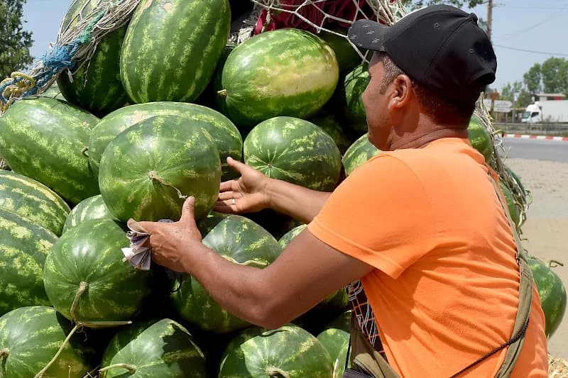 Rumors of Cucumber Disease Hurt Moroccan Farmers