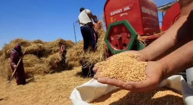 Morocco resumes wheat imports in September