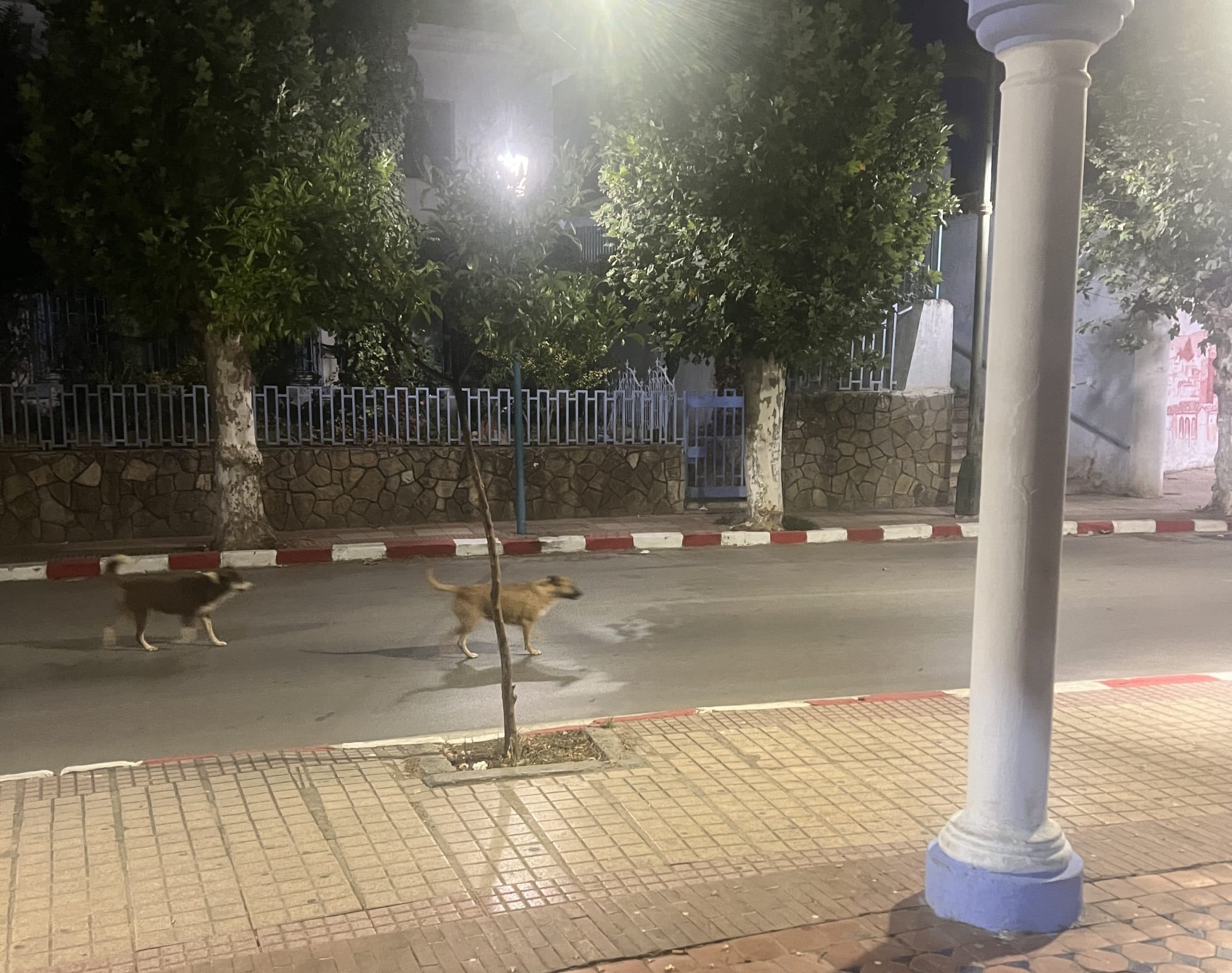 Stray dogs threaten Chefchaouen safety