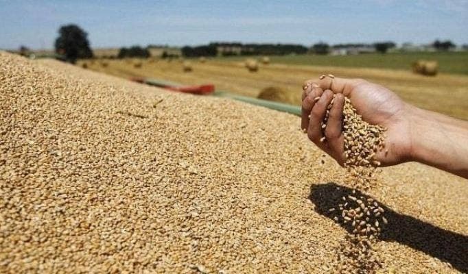 FAO Reports Moroccan Grain Rise