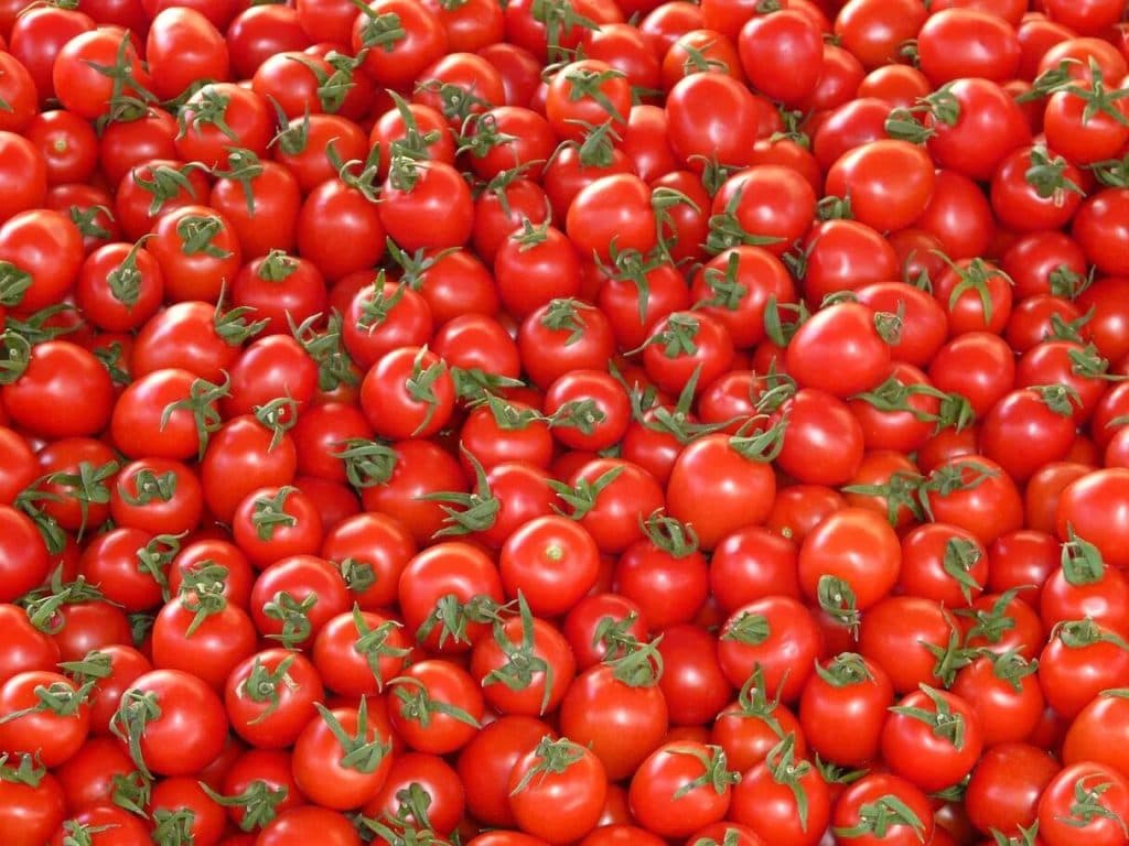 European Study: Tighter Pesticide Rules May Cut Moroccan Tomato Exports