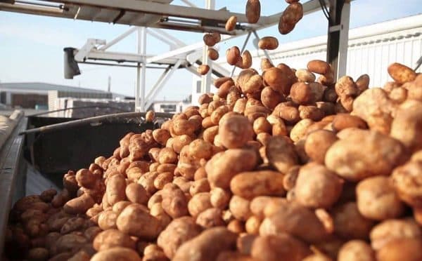 المغرب يسجل ارتفاعا قياسيا في واردات البطاطس 2025/2026
