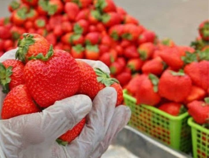 Portuguese official highlights Moroccan red fruits for sports nutrition products