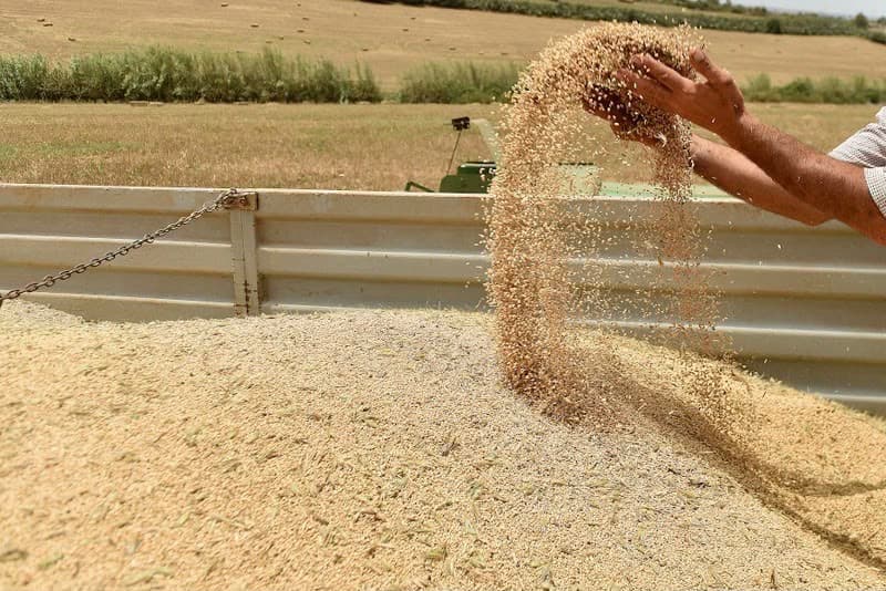 استمرار دعم القمح اللين بالمغرب