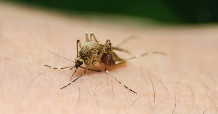 Netherlands reports fourth West Nile death