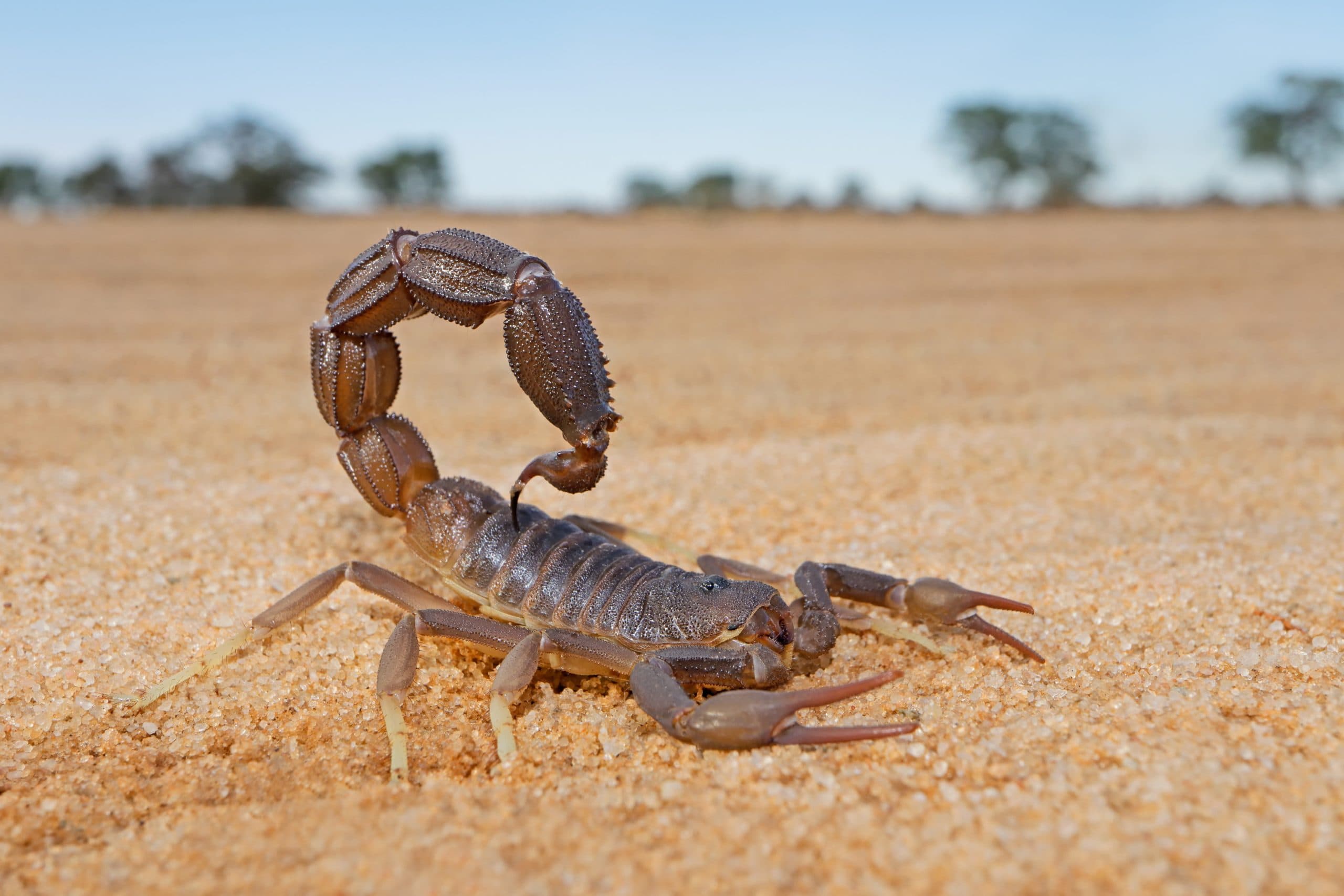 Climate change may boost Morocco's venomous scorpion spread