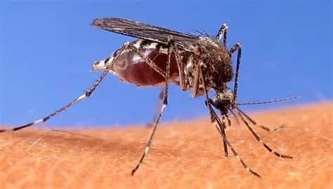 Italy reports 754 West Nile cases including 57 deaths