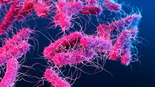 Study links sugar with antibiotics to gut damage