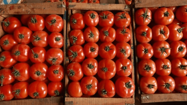 Mauritanian Tomato Prices Rise Over 85 Dirhams