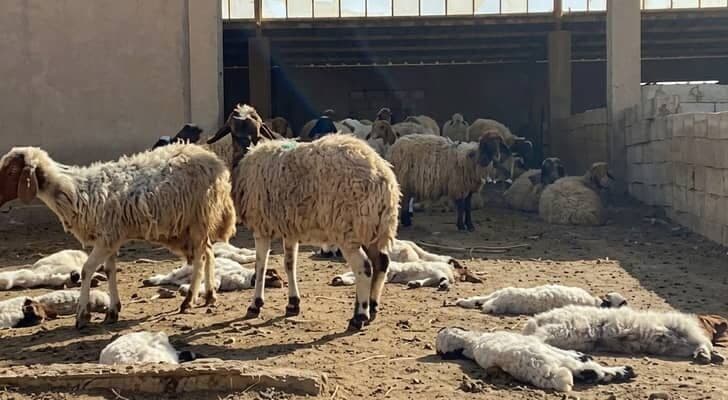 Settlers kill 20 sheep in Kafr Malik attack