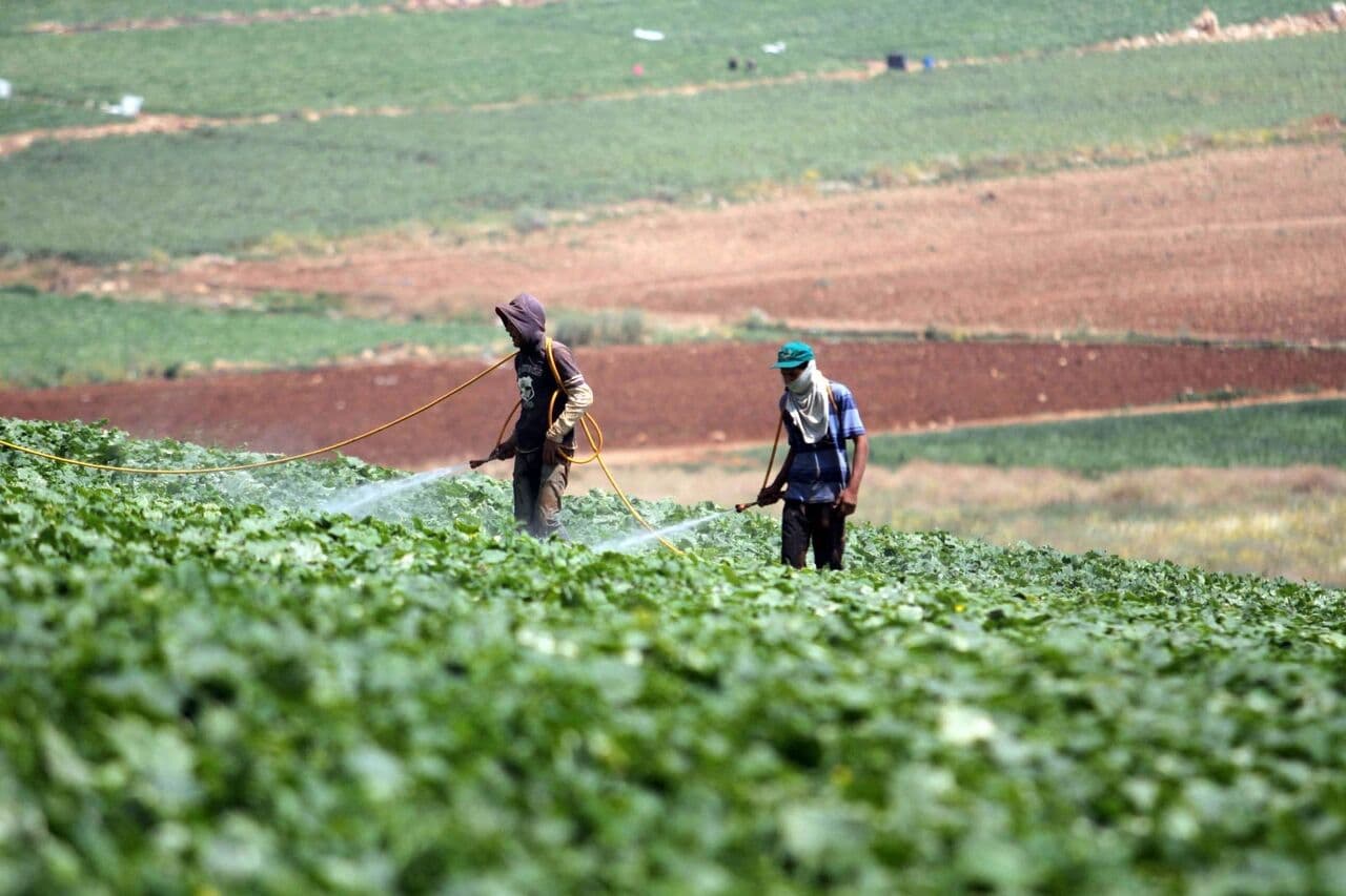Palestinian Agriculture's Shift from Liberation to Economy