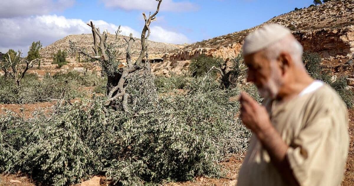 Rise in settler assaults on olive workers