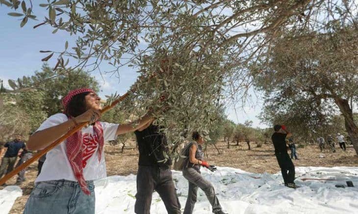 Israeli actions threaten Lebanon's olive harvest