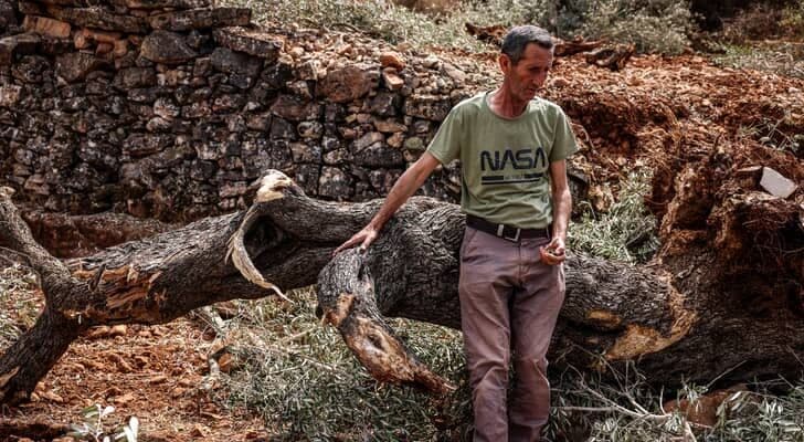 West Bank land issues during olive harvest