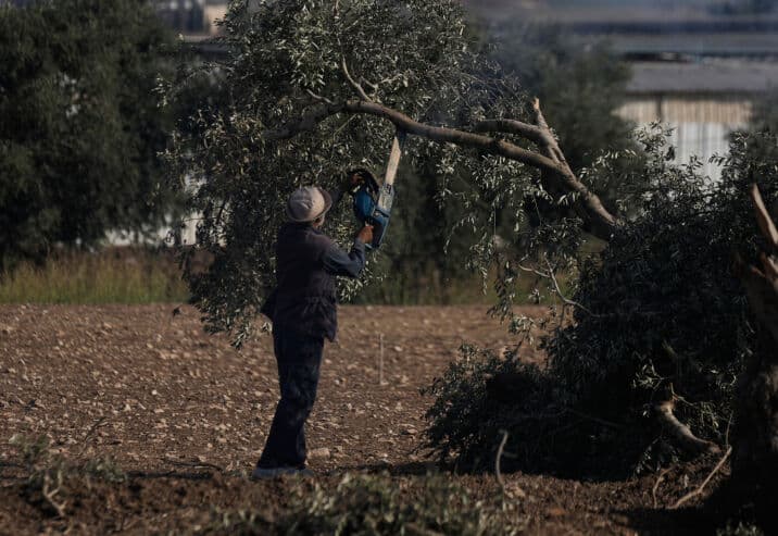 Occupation targets West Bank olive season