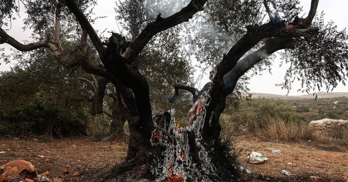 إصابات بين الفلسطينيين والمتضامين في هجمات المستوطنين