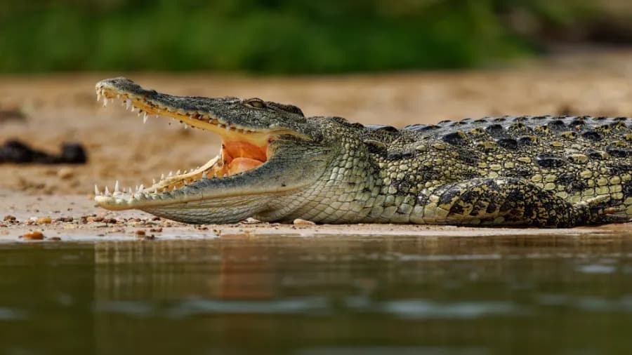 Israel Allows Crocodiles to Prevent Prison Breaks